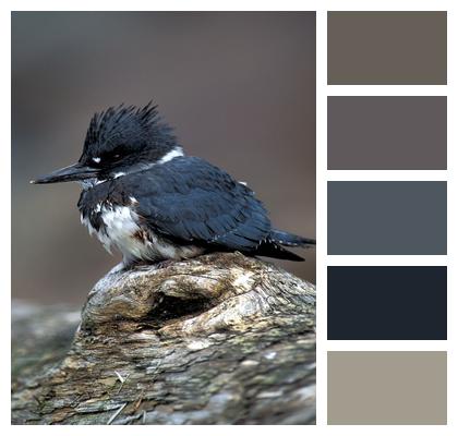 Bird Alaska Belted Kingfisher Image